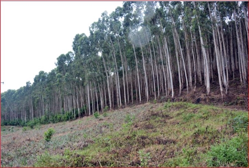 Đối thoại chủ nhật: Tín chỉ carbon giúp bảo vệ và phát triển rừng